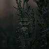 Wild Sage, Large Candle